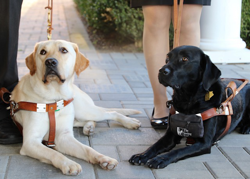 Close-up of yellow and black Lab guide dogs lying at the feet of their handlers