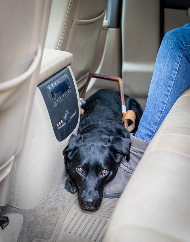 Black Lab guide dog with its head on handler’s foot while lying on floor of a rideshare vehicle. 